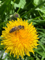 Close-Up of Bee Pollinating Yellow Dandelion