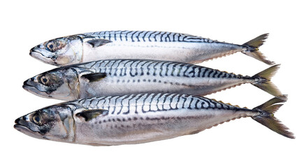 Naklejka premium palamut - fresh mackerel fish isolated on the transparent or white background png photo