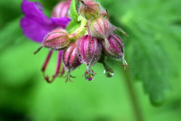 Wassertropfen an einer Storchschnabelknospe