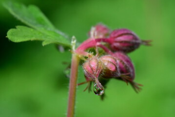 Wassertropfen an einer Storchschnabelknospe