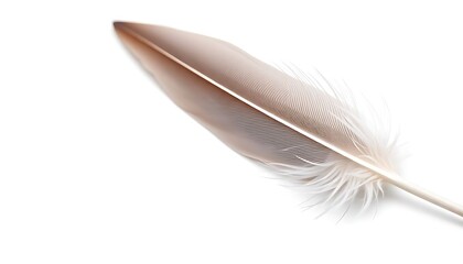 Obraz premium white feather on a white background