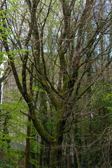 A tree with moss growing on it is surrounded by other trees