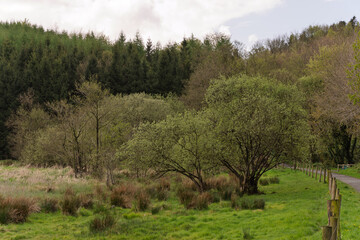 A lush green field with a fence in the background