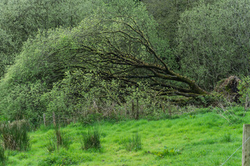 A large tree branch has fallen in a grassy field