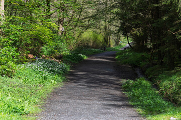 Fototapeta premium A path through a forest with a stream running alongside it