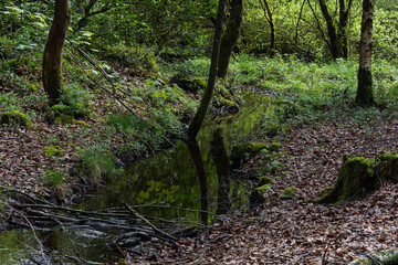 A forest with a stream running through it