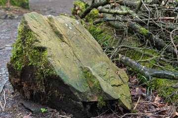A large rock covered in moss sits in a forest
