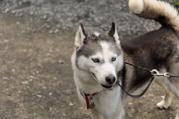 A dog with a red collar is standing on a dirt road