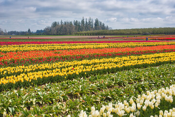 Fototapeta premium The annual Tulip Fest at the Wooden Shoe Tulip Farm, located in Woodburn, Oregon