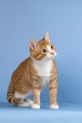 Red-and-white cat on a blue background. Thin and graceful young kitty
