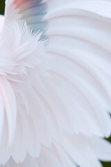 Close-up of a delicate white feather, showcasing intricate textures and soft details.