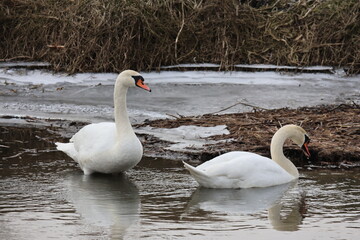 Łabędzie  © POV_swiata