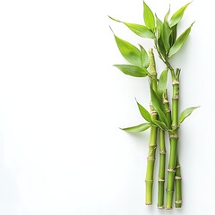 Naklejka premium Fresh bamboo stalks and leaves arranged on a white background.