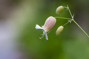 Bladder campion or maidenstears flower in bloom. Copy space. flower isolated on nature background....