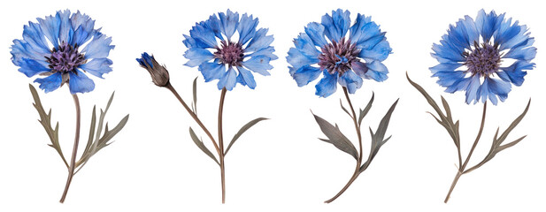 Fototapeta premium PNG Vibrant blue cornflower blossoms, element set on transparent background