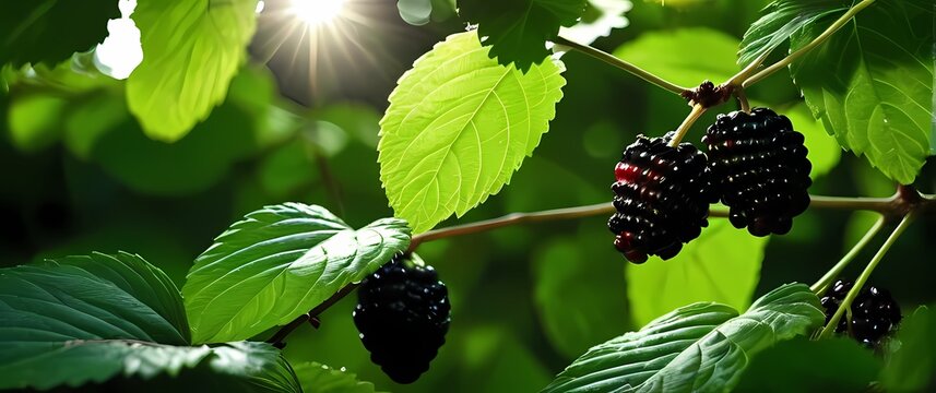Close image of ripe black mulberries shining among dense thickets of deep green glossy leaves