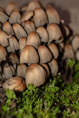 Coprinellus Micaceus Mushrooms Growing in Moist Soil Among Green Plants, Captured with Macro Lens
