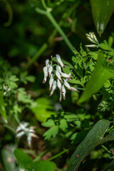 Close up of Fumaria capreolata, the white ramping fumitory, flower on a blurred background. Wildflower in northern Israel.
