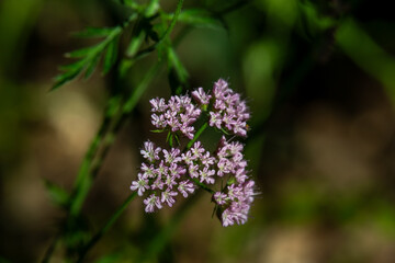 Close up of  Hairy Chervil scientific name Chaerophyllum hirsutum growing wild in northern Israel.
