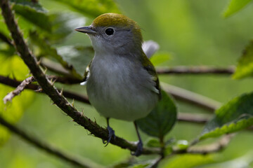 Chestnut sided warbler on branch