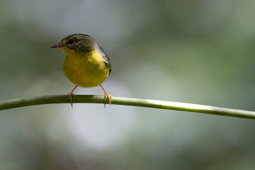 Golden crowned warbler