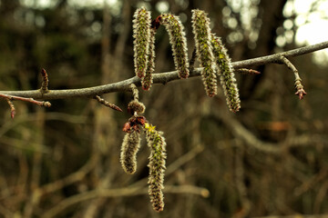 Early spring forest. Young aspen shoots.