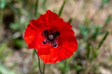 Wild red poppy on a sunny Spring morning in northern Israel.
