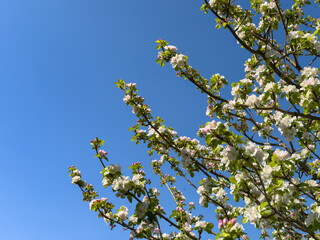 blooming branches of a spring tree against a clear blue sky. renewal, growth, beauty of nature. copy space. seasonal, eco