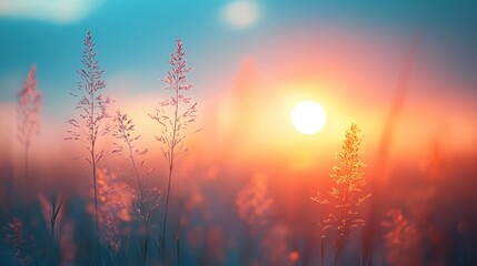 Sunrise or sunset over field with plants with bright sunlight and colorful sky.
