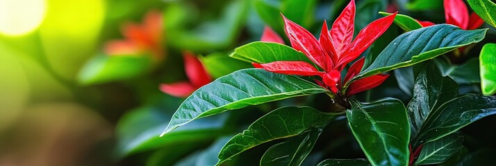 beautiful solandra plant 