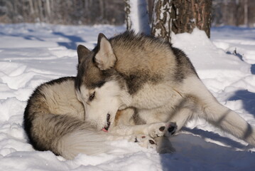 siberian husky dog in snow