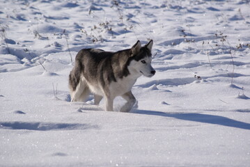 siberian husky dog on snow © 0990930308