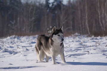 siberian husky dog in snow