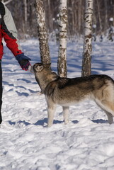 siberian husky dog