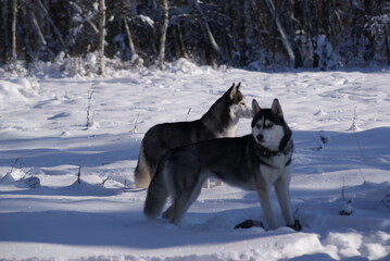 siberian husky dog in snow © 0990930308