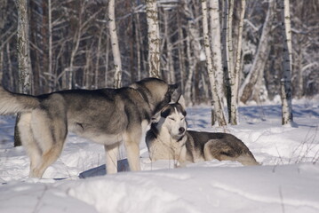 siberian husky in the snow
