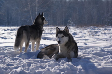 siberian husky on the snow