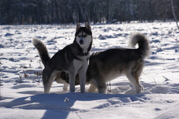 siberian husky puppy