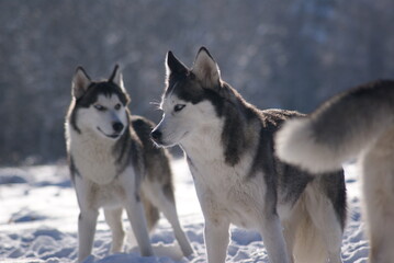 siberian husky in the snow