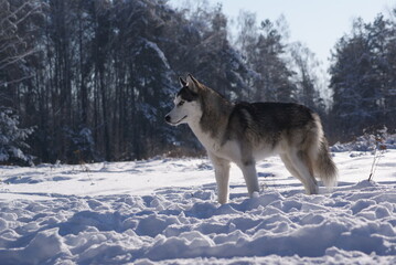 wolf in winter forest