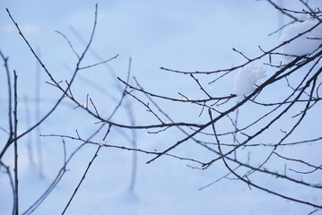 branches of a tree in snow