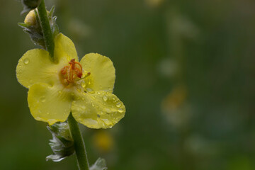 A hoary mullein plant that has bloomed with its fresh yellow flowers. Spring time. Nature background. Copy space. Verbascum pulverulentum.