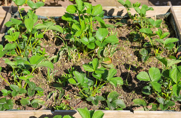 Strawberry plants growing in a raised bed garden