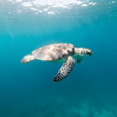 Obraz premium sea turtle swimming