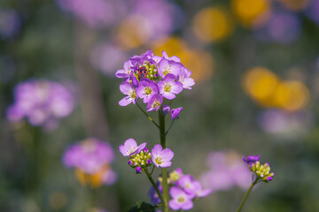 Fototapeta premium Purple Cuckooflower with a red insect, close up photo with shallow depth of field