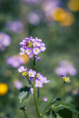Purple Cuckooflower with a red insect, close up photo with shallow depth of field