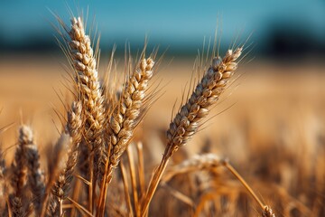 Golden Wheat Ears in Sunlit Field