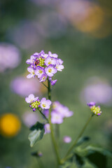 Obraz premium Purple Cuckooflower with a red insect, close up photo with shallow depth of field