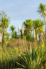 Obraz premium Wetland vegetation comprising New Zealand cabbage tree and pampas grass in vertical composition