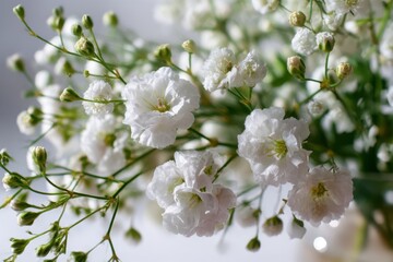 Obraz premium Close up of delicate white gypsophila flowers with green buds